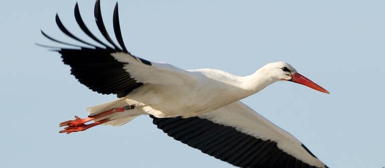 Storch am Himmel (Foto: dpa Bildfunk, picture alliance/Sven Hoppe/dpa)